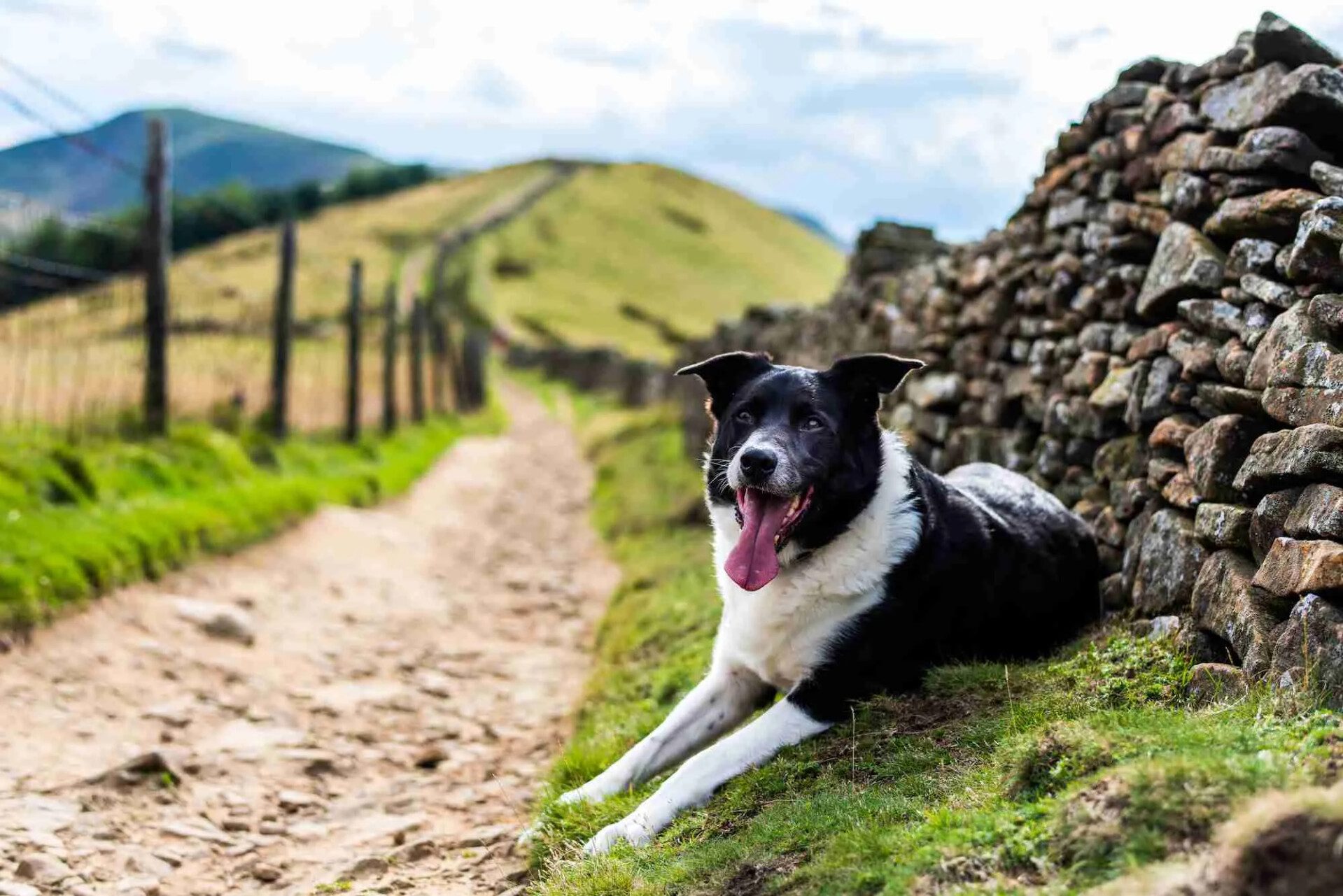 dog peak district